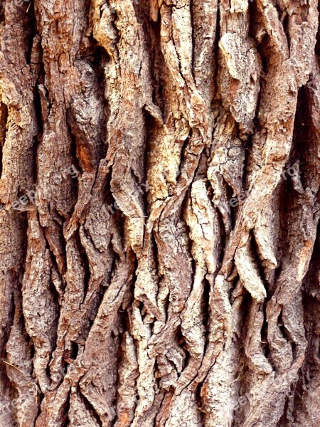 Tree Bark Tree Nature Brown Log