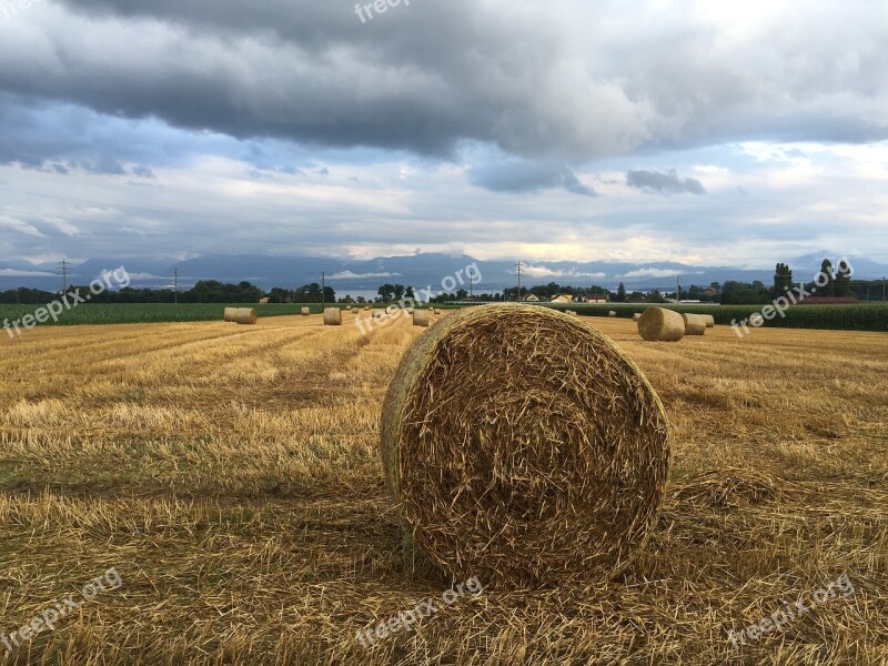 Rolle Wheat Rural Agricultural Harvest