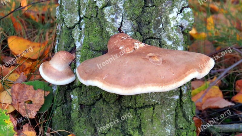 Mushroom Hub The Parasite Trunk Tree