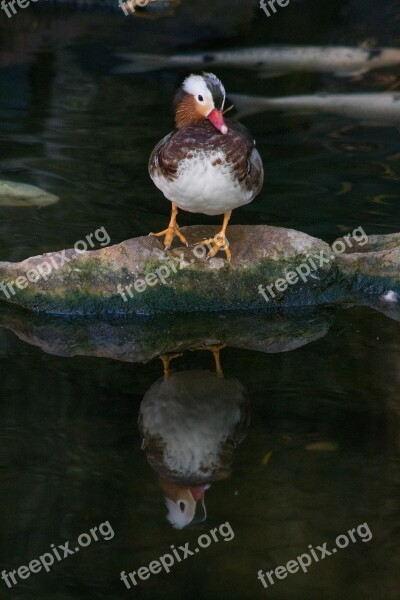 Duck Waterfowl Water Bird Wildlife