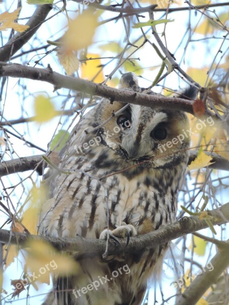 Owl Long-eared Owl Czech Budejovice South Bohemia Free Photos