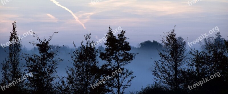 Trees Fog Forest Nature Landscape