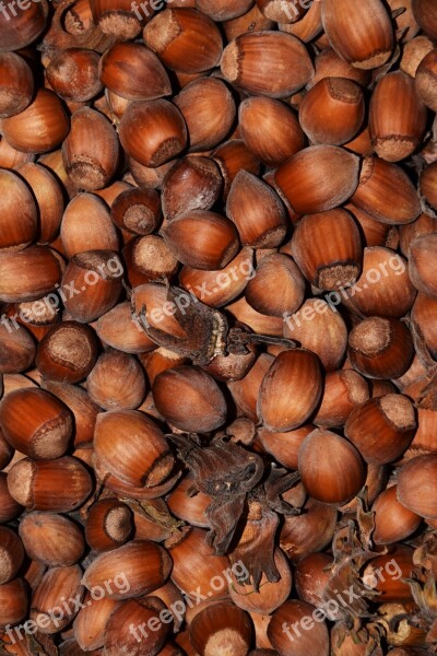 Hazelnuts Nuts Background Food Eat