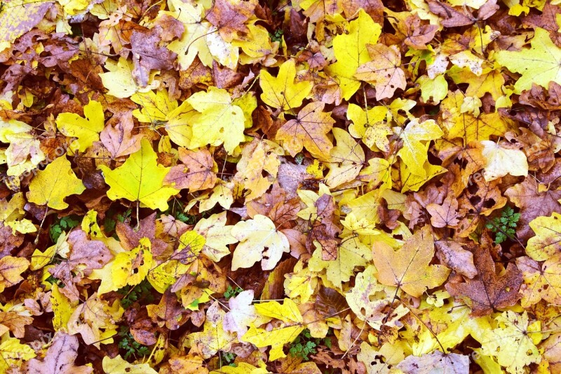 Leaves Background Nature Autumn Leaves In The Autumn