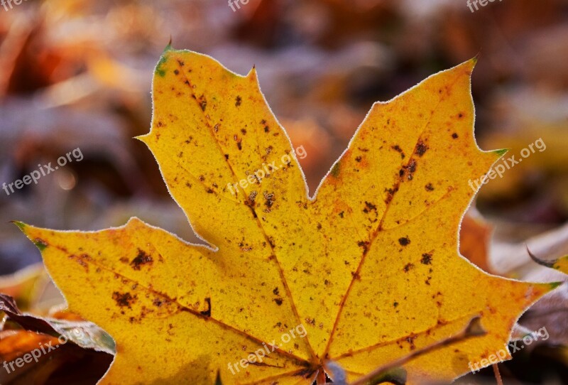 Leaves Frost Nature Cold Autumn