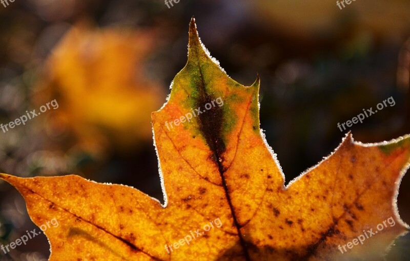 Leaves Frost Nature Cold Autumn