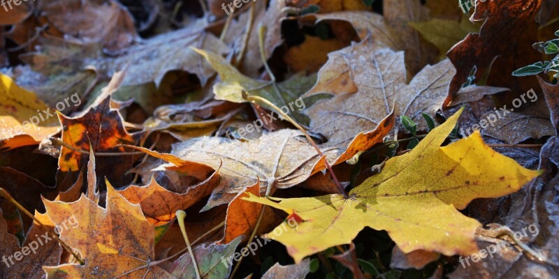 Leaves Frost Nature Cold Autumn