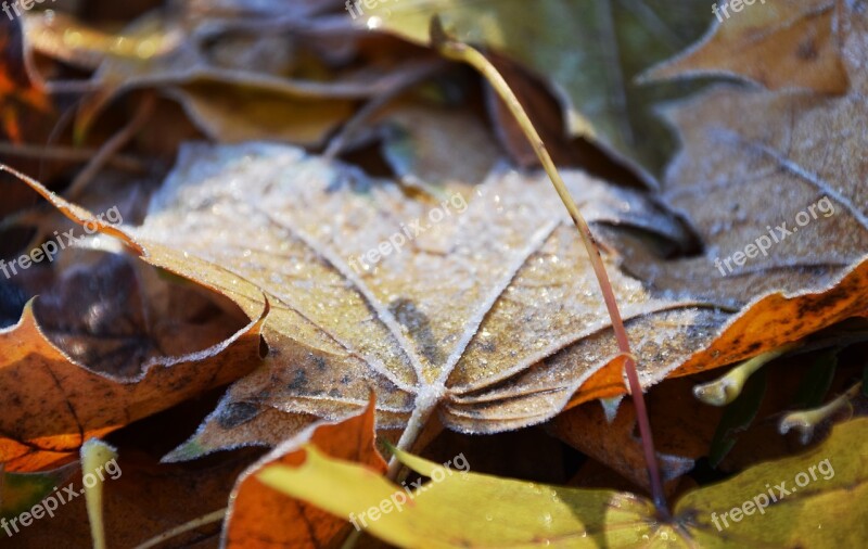 Leaves Frost Nature Cold Autumn