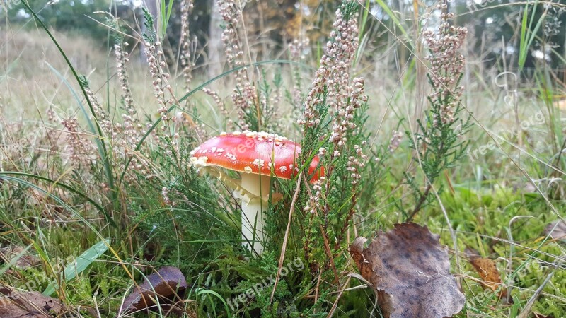 Mushroom Red With White Dots Autumn Forest Red