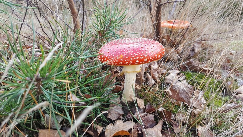 Autumn Padestoel Red White Dot