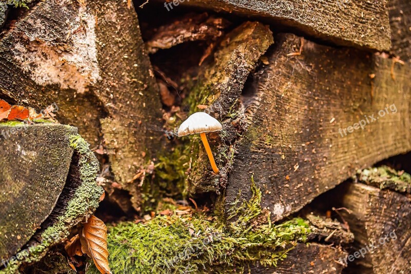 Small Mushroom Holzstapel Old Wood Wood Nature