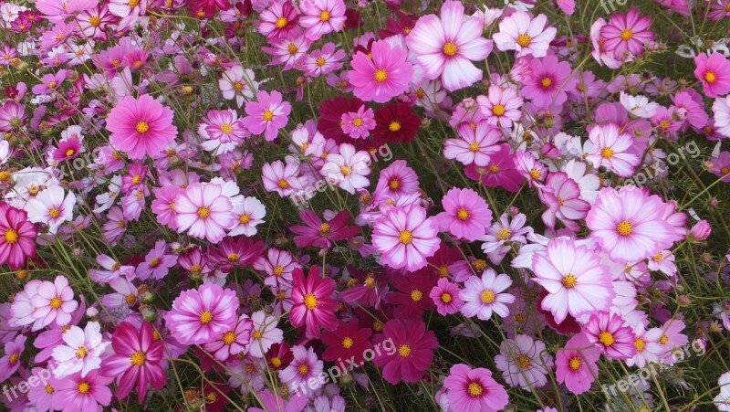 S Cosmos Flowers Pink Petals Autumn