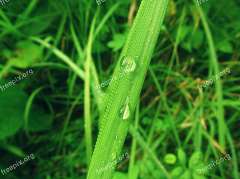 Green Nature Water Bubble Grass Field