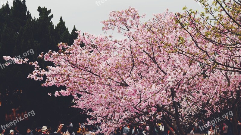 Cherry Blossom Travel The Scenery Mountain Visitor