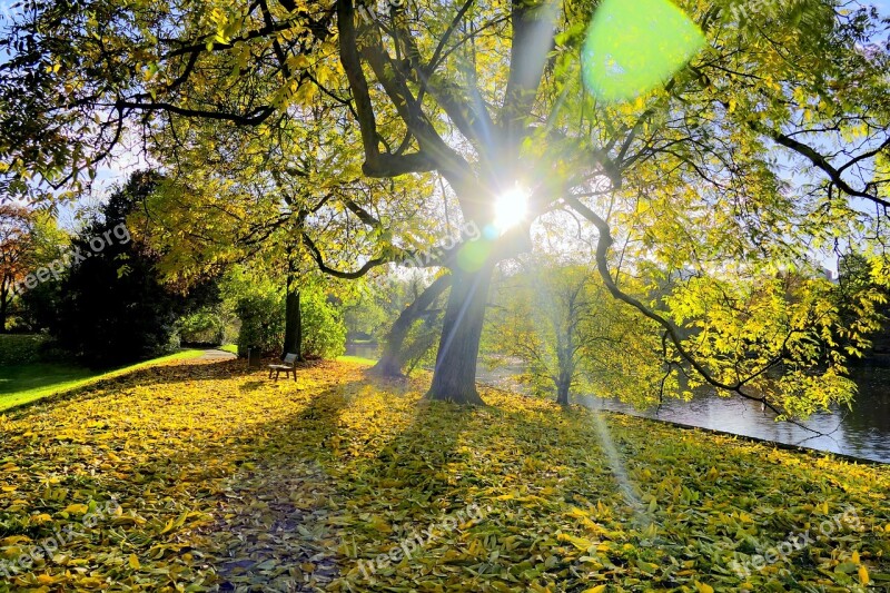 Autumn Leaves Tree Fall Color Fall Foliage