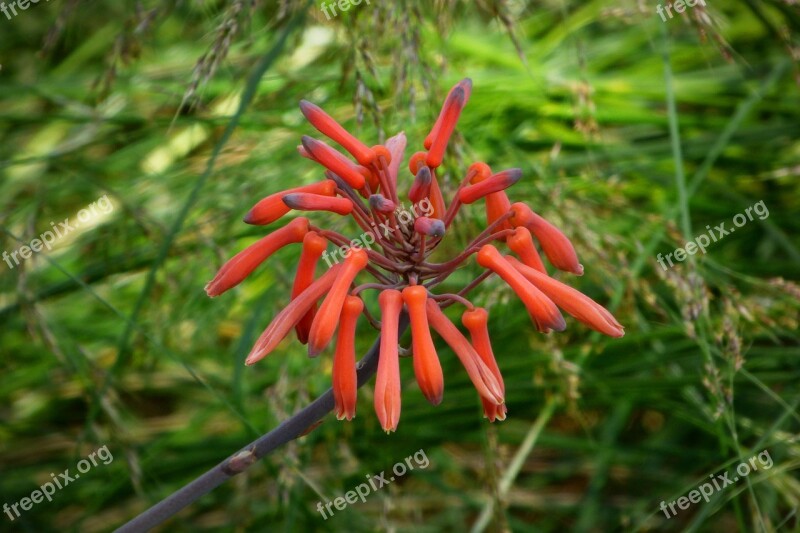 Hummingbird Flowers Red Flower Petals Red Nature