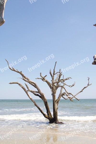 Beach Edisto South Carolina Salt