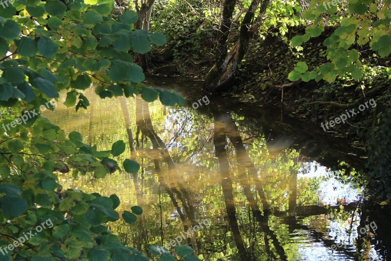 Bach Mirroring Reflection Forest Water Surface