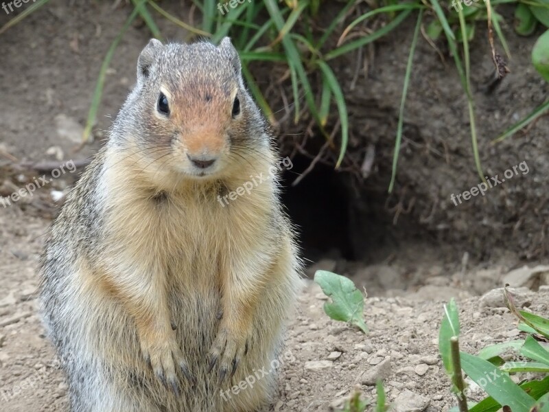 Rodent Glacier Usa Wildlife Park