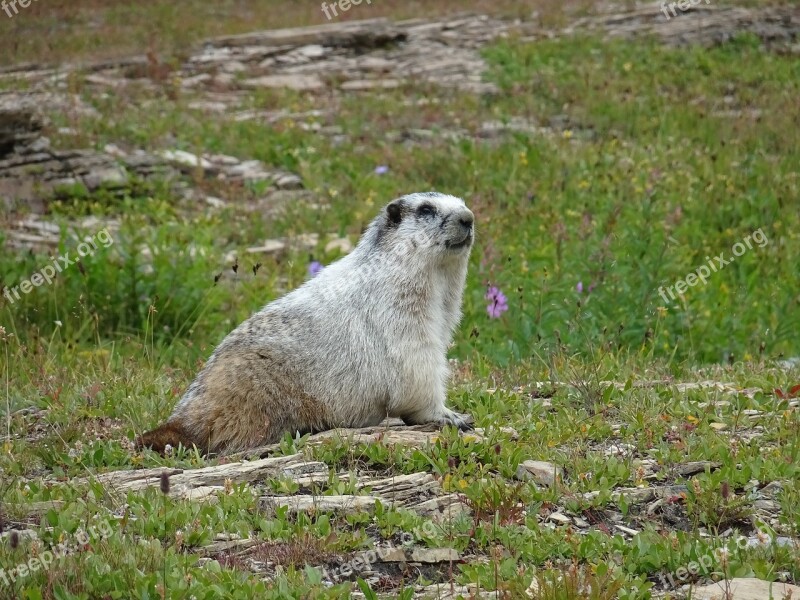 Marmott Nature Animals Usa Rodents