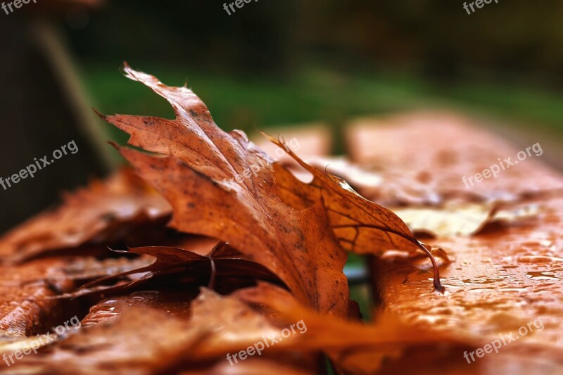 Autumn Rain Wet Drip Leaves