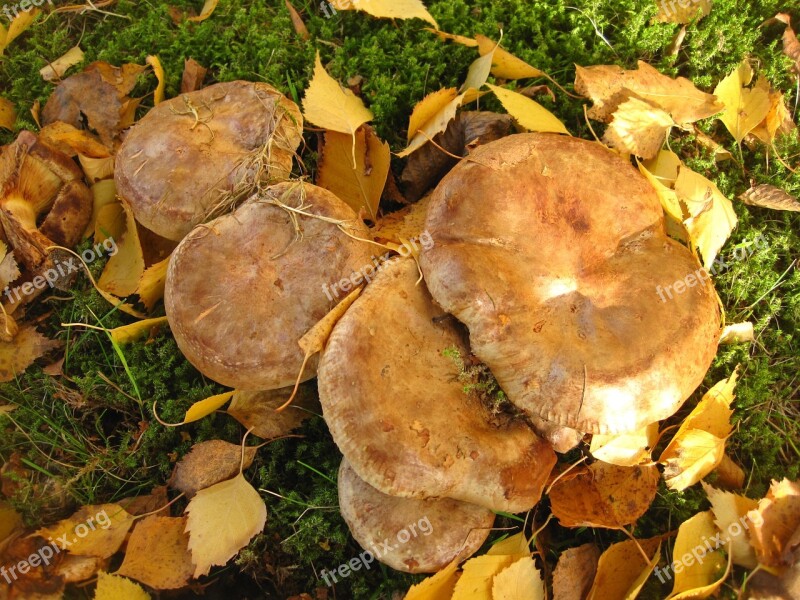 Mushroom Family Bare Shuffletruffle Many Mushrooms Together Paxillus Involutus