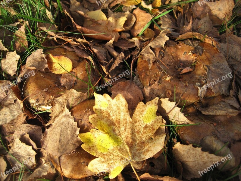 Bare Kremplinge Fall Foliage Hidden Brown-yellow Leaves