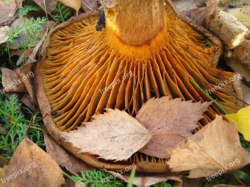 Bare Shuffletruffle Tube Fins Paxillus Involutus Mushroom Genus Firs