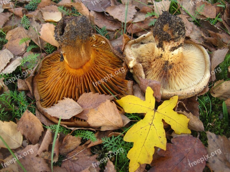 Bare Kremplinge Paxillus Involutus Mushroom Genus Firs Mushroom