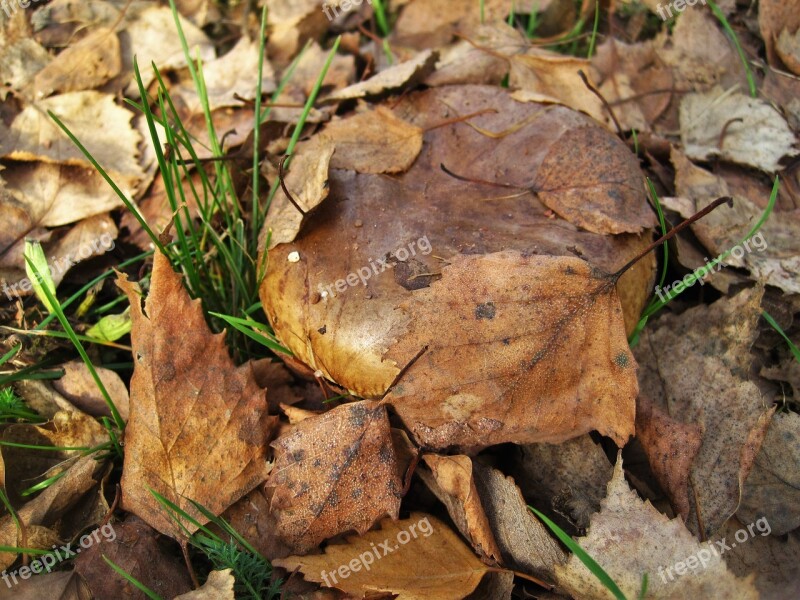 Bare Shuffletruffle Paxillus Involutus Mushroom Genus Firs Mushroom