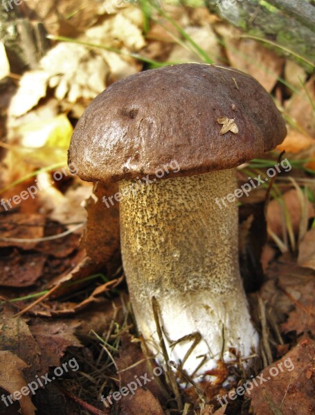 Birch Mushroom Firs Mushroom Edible Autumn