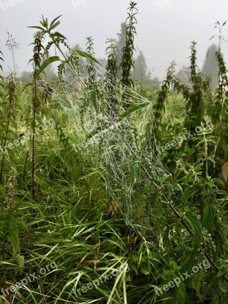 Cobweb Morgenstimmung Fog Meadow Free Photos