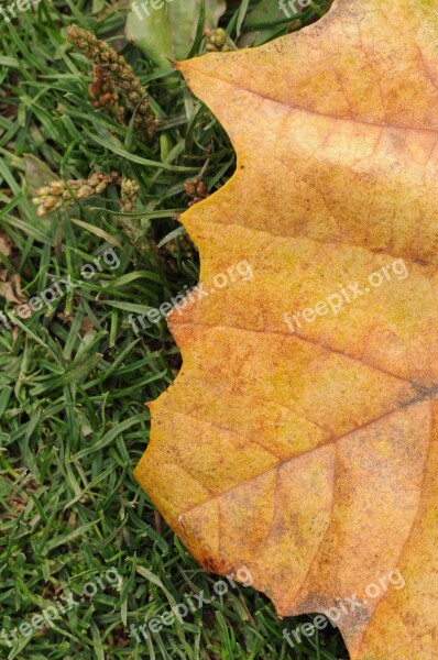 Leaf Leaves Tree Nature Maple