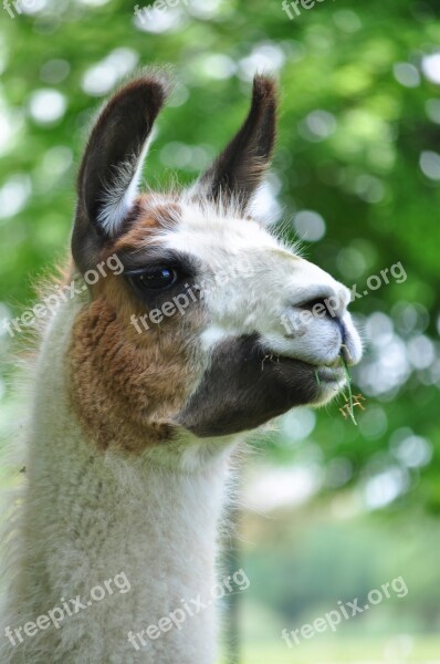 Llama Smile Animal Ears Fluffy