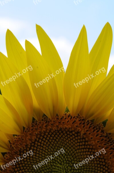 Sunflower Sunlight Nature Sunny Sun