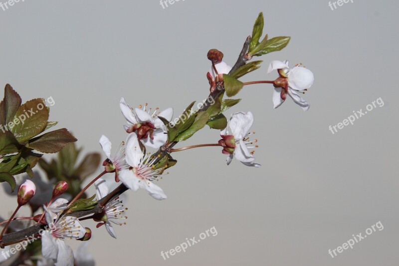 Flower Summer Plant Cherry Blossom White Flowers