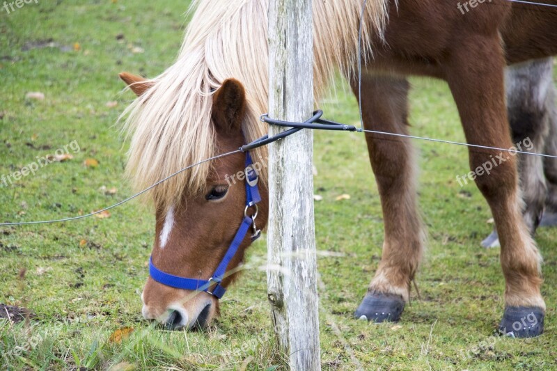 Horse Pasture Coupling Graze Meadow