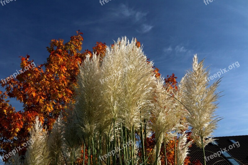 Reed Grasses Plant Autumn Close Up