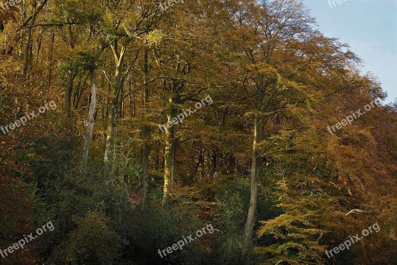 Autumn Nature Trees Landscape Forest