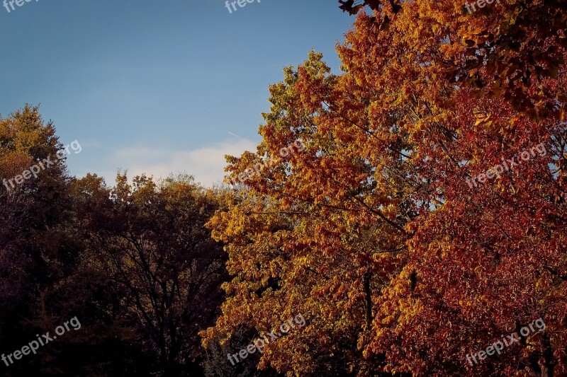 Autumn Nature Trees Landscape Forest