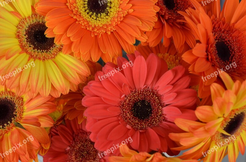 Transvaal Daisy Flowers Gerberas Florist Spring