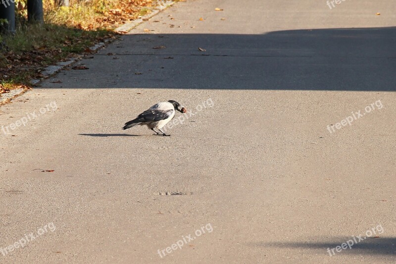 Crow Hooded Crow Food Raven Bird Carrion Crow