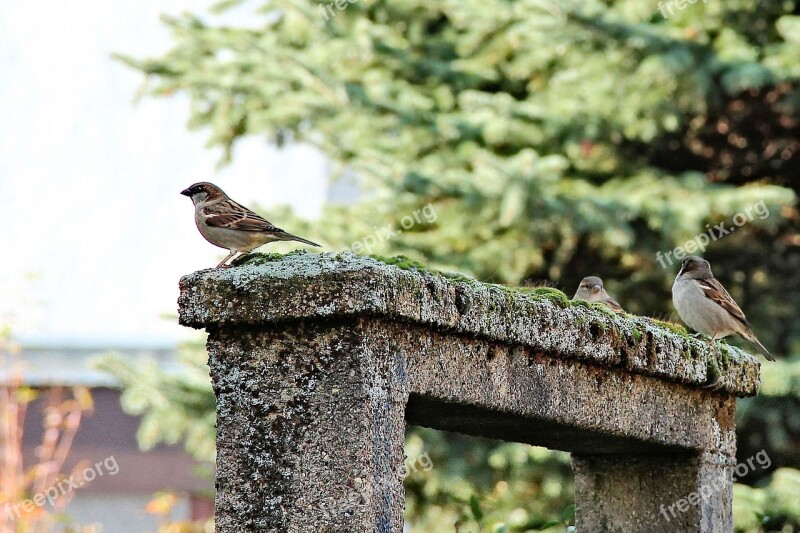 Birds Sparrows Archway Moss Roof