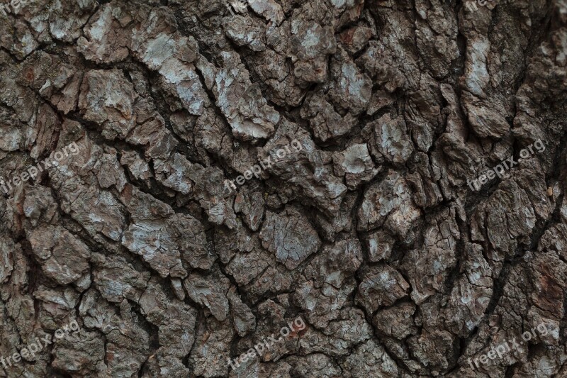 Bark Tree Rugged Pattern Wood