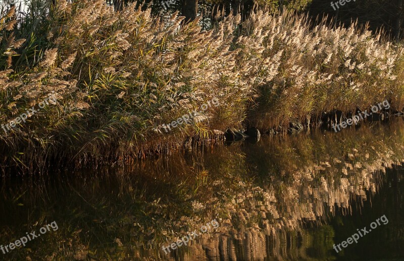 Reeds Marsh Water Plants Reflections Water Courses