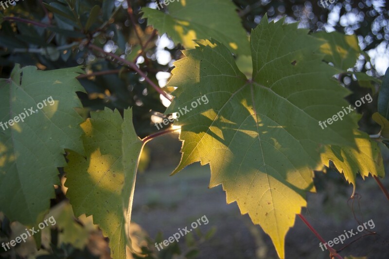 Vineyard Winter Time Olive Oil Leaf Vine Leaves