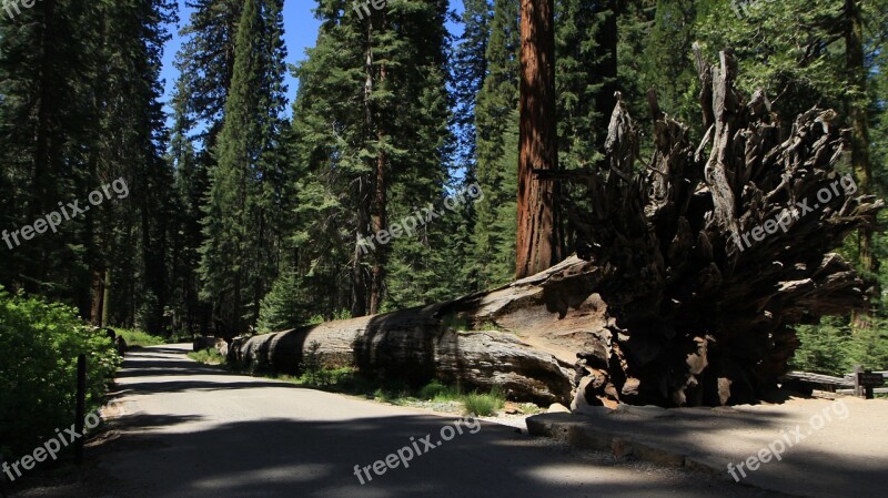 Redwood Yosemite California Park National