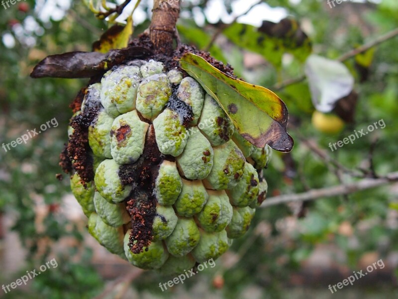 Guava Fruit Rot Free Photos