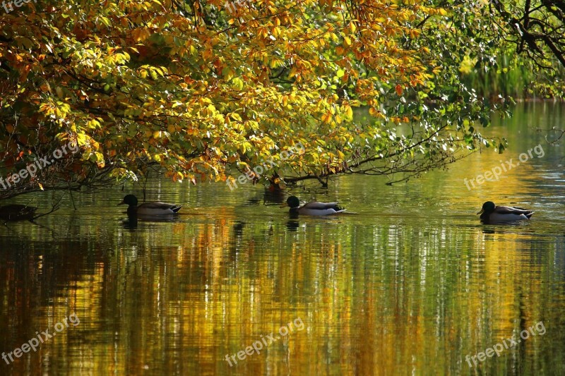 Autumn Water Fall Foliage Fall Color Mirroring