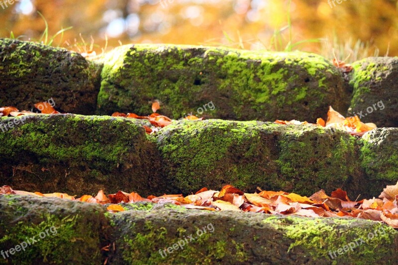 Gradually Stone Stairs Moss Feilenmoos